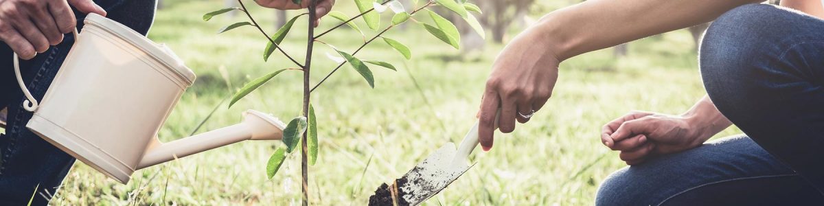 tree-planting-plant-hand